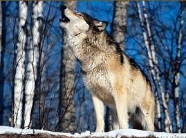 Howling Wolf