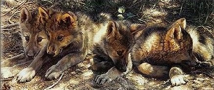 Wolf Cubs